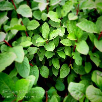 红瑞木_红瑞木产地_红瑞木批发-茗茜花卉苗木基地