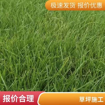 高羊茅草坪早熟禾草坪基地施工家庭庭院绿化私家别墅花园设计北京