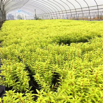 大量供应各种规格金叶满天星花境植物加仑盆苗杯苗袋苗大桶苗产地苗圃 江苏富春园林有限公司