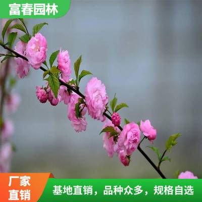 各种规格 榆叶梅 榆叶梅苗 庭院景观花苗 绿化工程苗