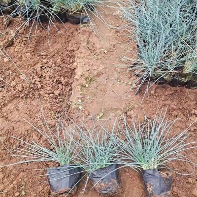 花镜植物蓝羊茅批发基地 四季常绿花园观叶多年生观赏草