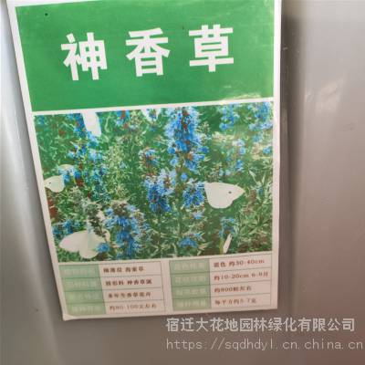 神香草种子 发芽*** 价格便宜 ***