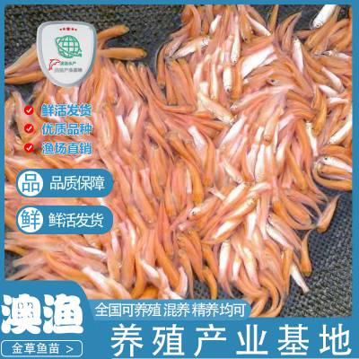 浙江俄罗斯金草鱼苗 金草鱼苗精品出售 行情报价