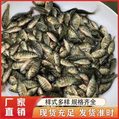 罗非鱼苗生长速度快抗病强 耐寒淡水养殖 氧气运输 产量高