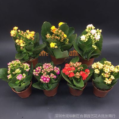 长寿花重瓣带花苞绿植四季开花长寿花花卉盆栽观花植物室内长寿花 价格 厂家 中国供应商