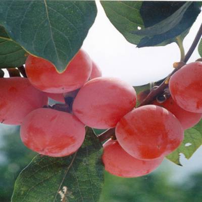 樱桃树苗-顺丰果树(在线咨询)-安徽树苗