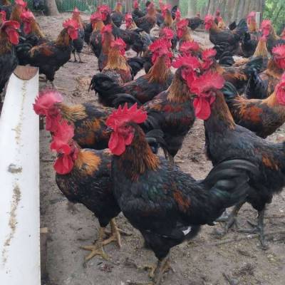 温氏天露黑鸡苗 黑五鸡苗批发 天露黑鸡苗养殖基地 快大黑鸡苗出售