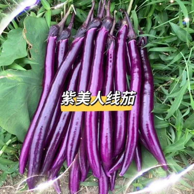 紫美人杂交一代，长茄 细线茄 高温季节不易褪色，颜色紫红亮丽，既可早春大棚裁培