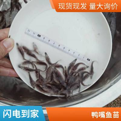 淡水养殖 鸭嘴鱼苗 易成活繁殖快 品种多样基地批发 港发水产