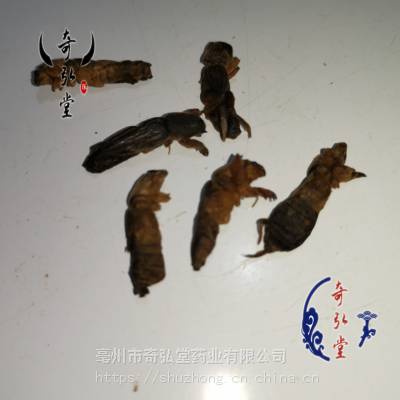 中藥材種植有限公司面議螻蛄功效與作用 螻蟈,土狗哪裡可以購買到多少