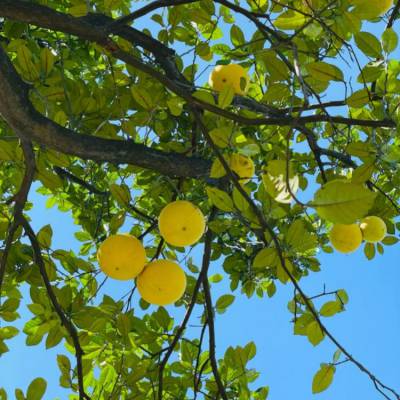 青皮红心柚子树易成活四季常绿型植物基地直发