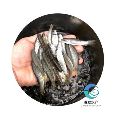 港发水产养殖场 淡水养殖食用军鱼苗 营养价值高 寒冷地区均可养