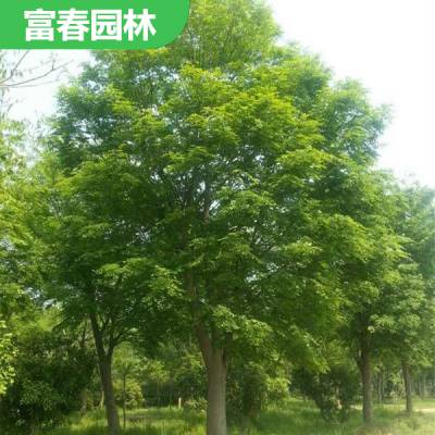 榉 树 榉树苗 自产自销 基地种植 园林绿化造景配植 行道树