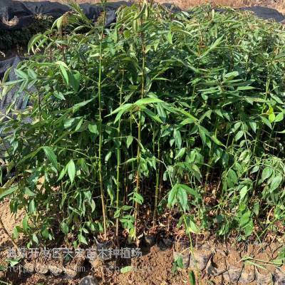九叶青花椒苗基地直供、贵州九叶青花椒苗批发、云南九月青花椒苗产地批发