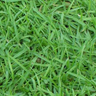 大量供应***老鹰草/狗牙根草皮草卷(园林绿化,草皮草坪)