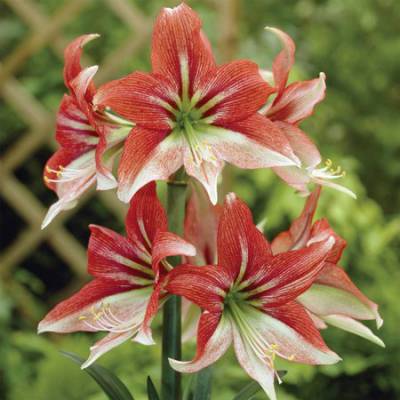 绿尔种球朱顶红长野合唱团童话猫眼石荷兰进口单瓣大球