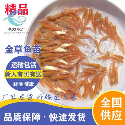 金草鱼水花,俄罗斯金草鱼苗批发供应,人工养殖金草鱼苗喂养