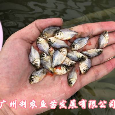 江苏淮安红鲳鱼苗批发江苏南京淡水白鲳鱼苗出售