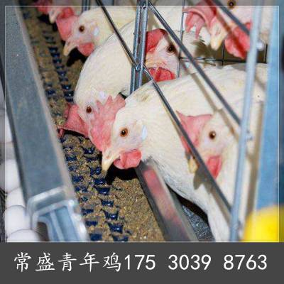 海兰灰青年鸡养殖密度 产蛋高耗料少笼养海兰灰青年鸡