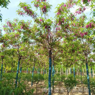 嫁接香花槐基地 远销辽宁葫芦岛 枝多叶密 露地栽培