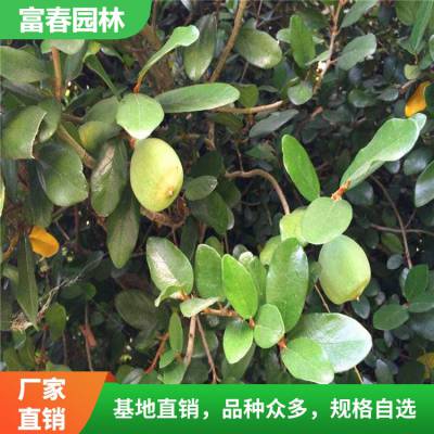 劈荔桑科常绿藤本植物 适用于园林绿化 别墅爬墙造景植物