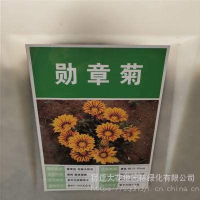 优质新菊花种子 功勋菊种子 发芽*** 价格便宜 ***