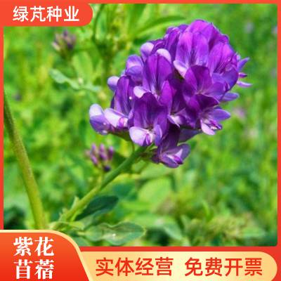 紫花苜蓿种子进口牧草种子 高产 喂养鸡鸭鹅猪牛羊鱼兔种籽