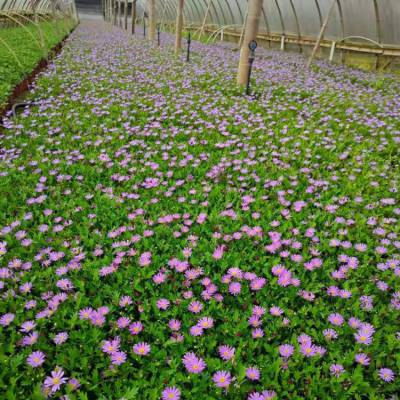 苗圃出售姬小菊花型丰满适应性较好喜湿润环境花境点缀