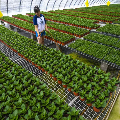 威海花卉种植温室 生态大棚生产厂家 简易可拆卸 鲁苗