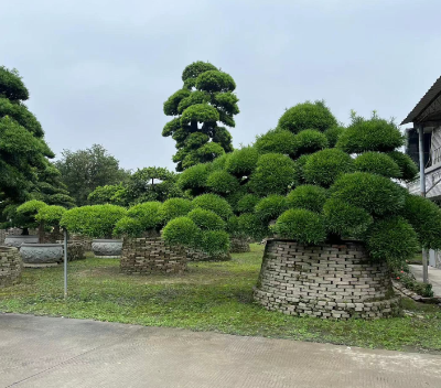 南山区本地罗汉松 深圳市宝安区罗汉松园供应