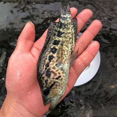 科学养殖淡水花斑鱼苗 珍珠石斑鱼苗耐运输好管理