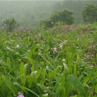 广安什邡泸州白芨种植经验