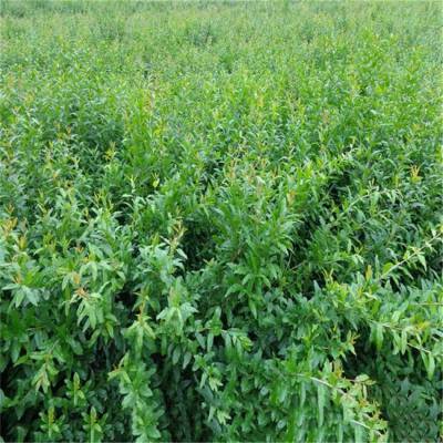 大红袍石榴树苗盛鸿园林青皮石榴树苗丰产性强