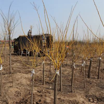 18公分金枝槐价格树苗基地