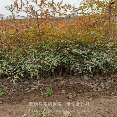 成都喜湿润南天竹_茶飘香常绿耐湿南天竹_会场南天竹厂家直销