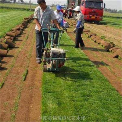 【马尼拉草坪 马尼拉草坪便宜】 江苏马尼拉草坪基地为您服务