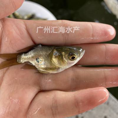 广东广州缩骨大头鱼苗 缩骨花鲢鱼苗 仙骨鱼苗 苗场供应