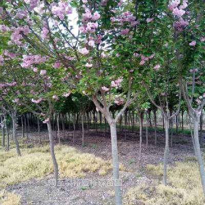 延安造型樱花基地价格_裕盛裕森绿化樱花幼苗