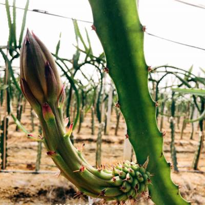 遵义燕窝果苗销售 欢迎来电 广州市增城大乡里果树种植供应