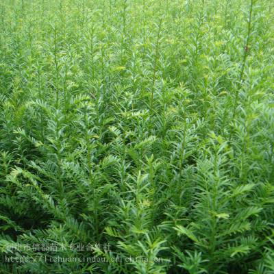 利川市信都花境红豆杉苗_绿化工程南方红豆杉苗_行道树红豆杉苗价格