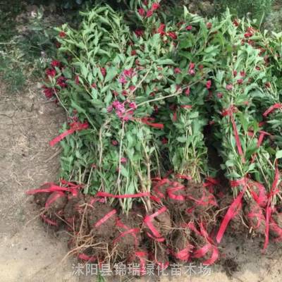 锦带花便宜 花灌木 红王子锦带花 红花绿叶 耐寒性好