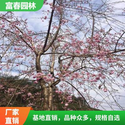 供应八重红枝垂樱 庭园园林造景植物 道路绿化工程苗木