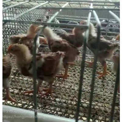 红玉鸡苗孵化场供应/380公鸡/380鸡苗