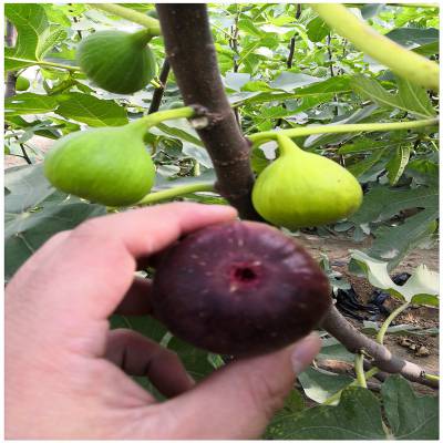 种植自销无花果苗批发 金傲芬无花果苗 无花果树苗多少钱