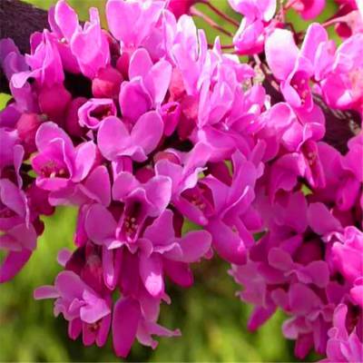 红叶 紫叶加拿大紫荆 形态优美 *** ***