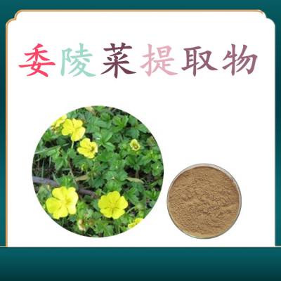 委陵菜提取物 喷雾干燥粉 水溶