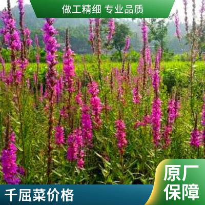 批发养殖基地 香蒲种苗 千屈菜 水中挺水栽培 莲芳苑水生植物