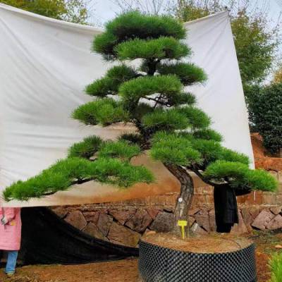 基地直供 造型黑松 罗汉松 别墅庭院风景树 规格齐全