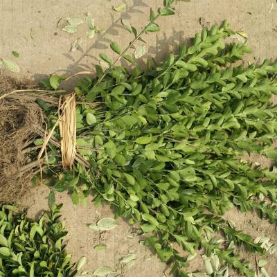 30公分单株大叶黄杨价格40公分50公分大叶黄杨咨询中心价格准确