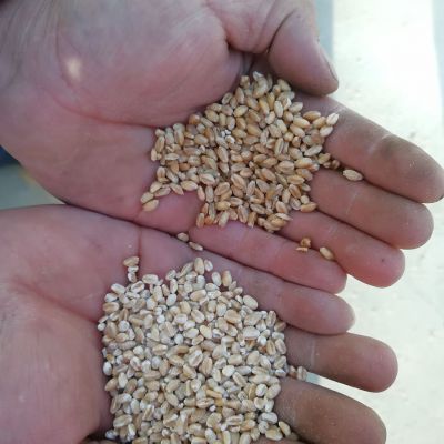 内蒙古小麦去皮碾米机 家用谷子去皮打米机 多功能脱皮碾米机图片